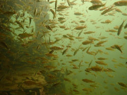 fish in cockpit
