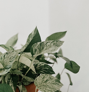 Houseplant-Marble Queen Pothos