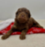 Rudolph F2 Mini Aussie MTN Doodle (Male)