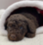 Marcie F1B Mini Aussiedoodle (Female)