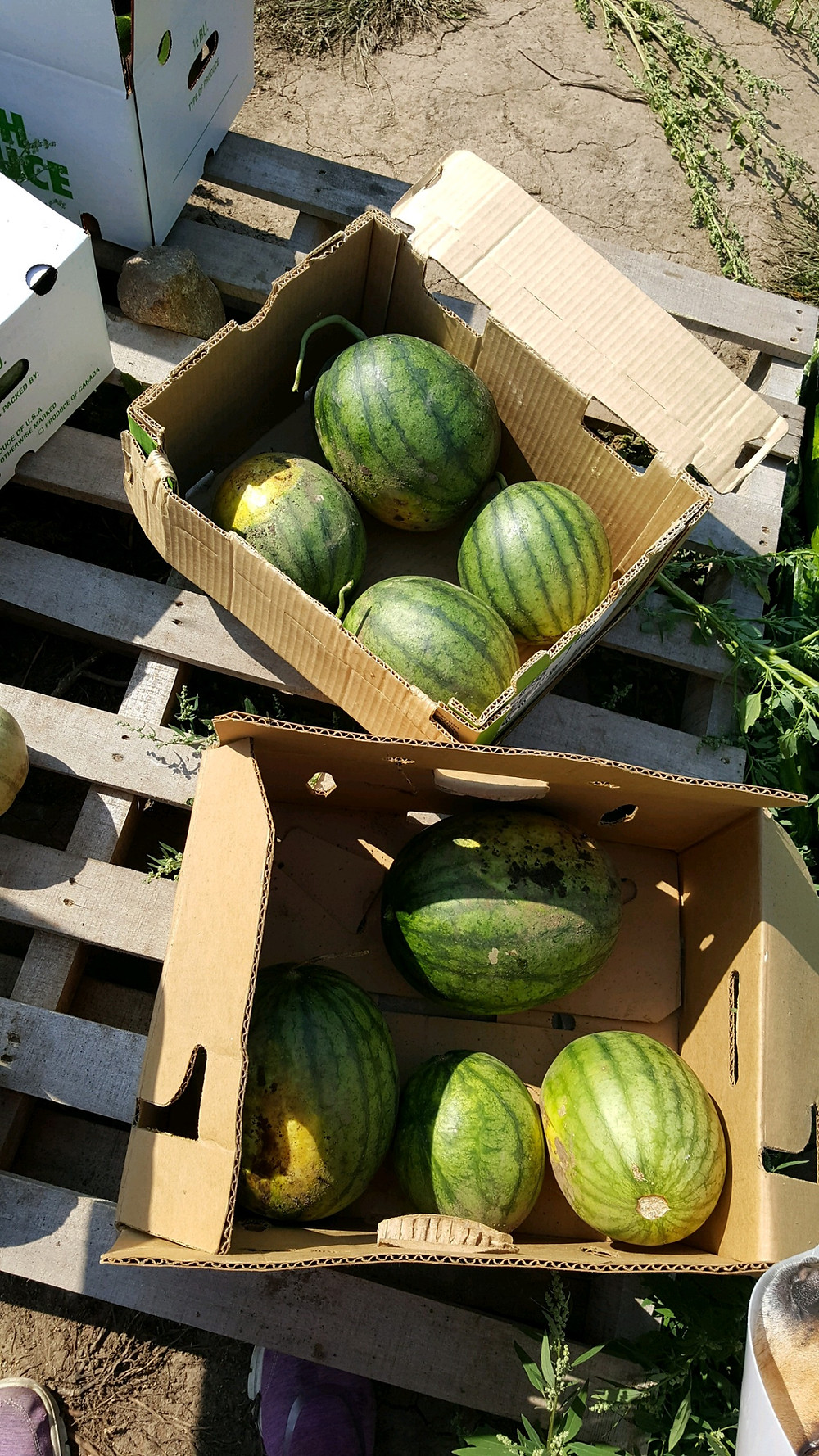 Small watermelons in boxes