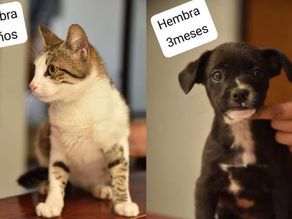 Más de 20 Gatos y Perros en Cuautitlán Izcalli Esperan Adopción Responsable