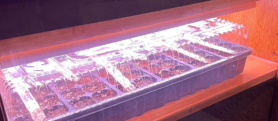 DIY: Indoor Seed Cabinet