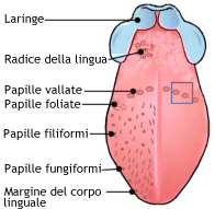 Papille della lingua.gif