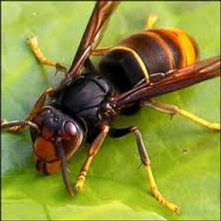 frelon asiatique.jpeg