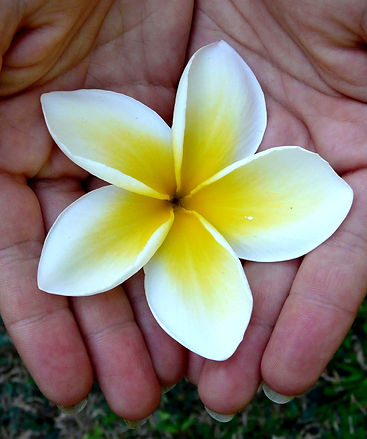 Patti Plumeria.JPG