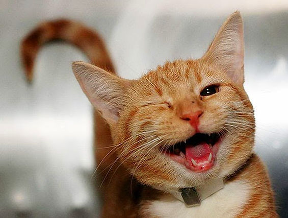 happy cat.jpg