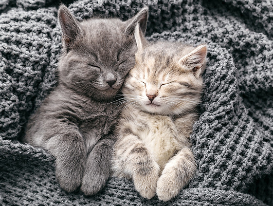 eepy cats.jpg