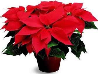 Cuidados de la Planta de Navidad.