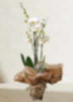 Planta de orquídea blanca Flores la alquería