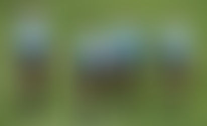 Estreia do Flamengo no Campeonato Carioca teve trio de arbitragem feminina