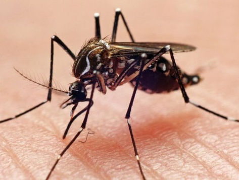 Surto de Chikungunya põe o Estado de SP em alerta