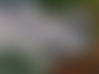 Desmatamento na Amazônia sobe 34,5% no último ano