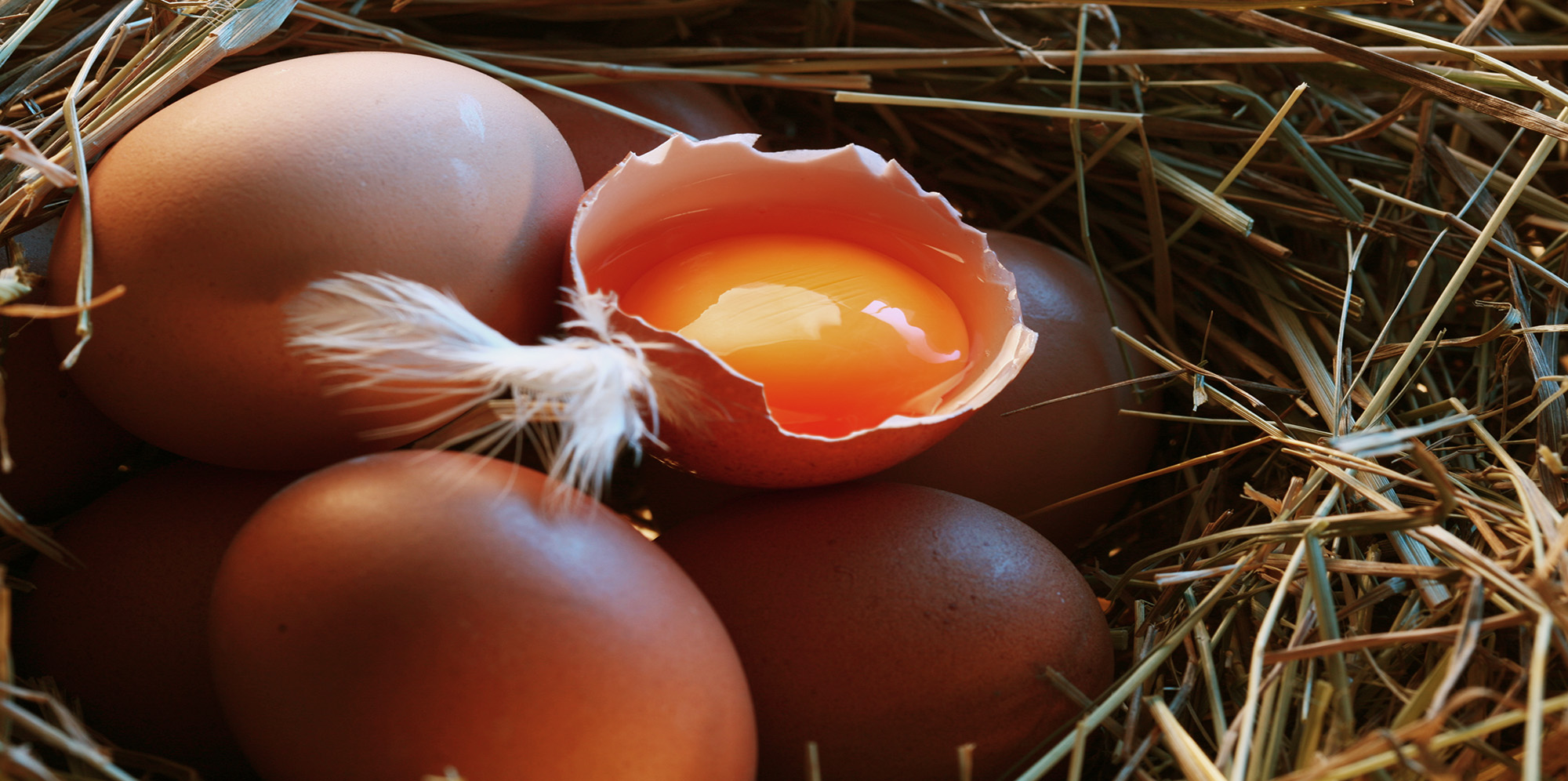 Nuyolk Reviews 养生蛋 Fortified Eggs Singapore