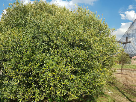 The Zodwa Khoza Foundation