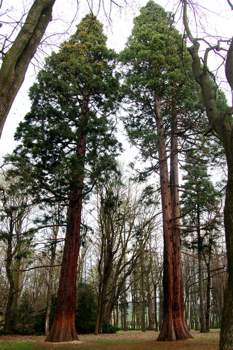 Ratmerice_sequoia.jpg