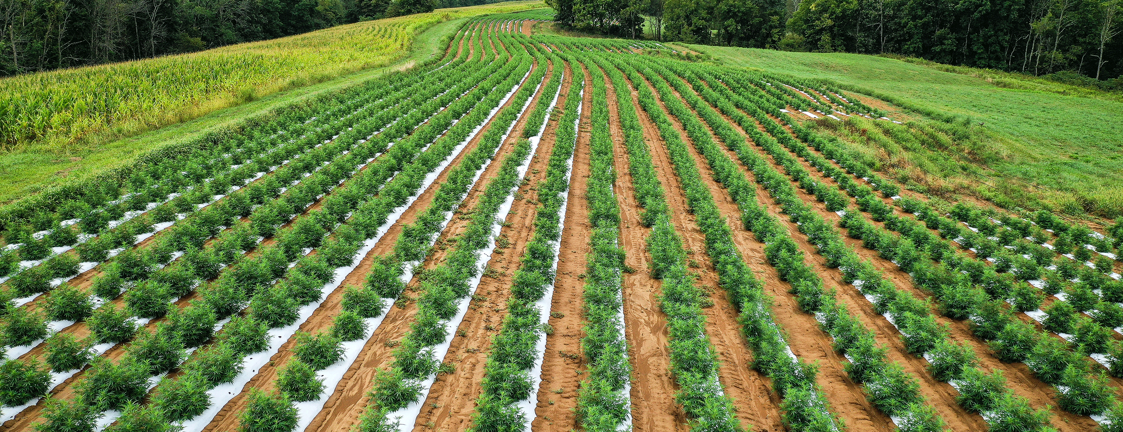 zenvia_hemp_field.gif
