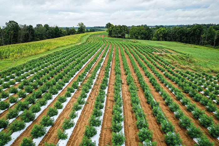 zenvia_hemp_field.jpeg