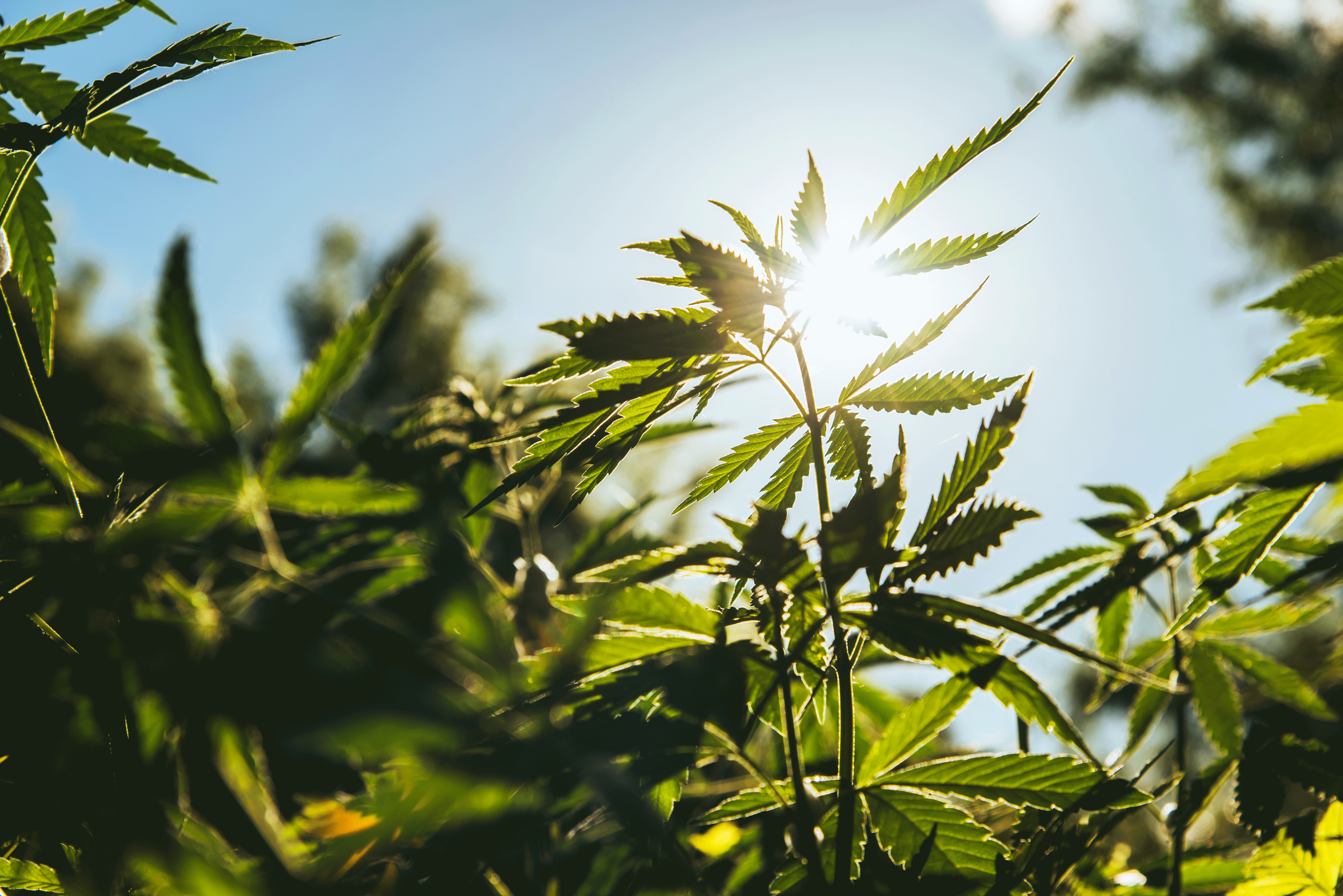 cbd-hemp.gif