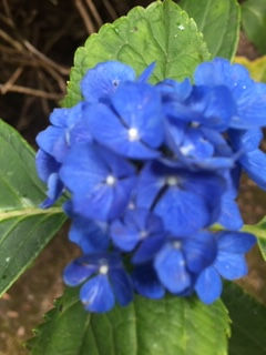 Blue Hydrangea - Brow Chakra