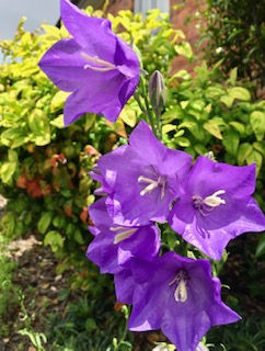 Violet - Head or Crown