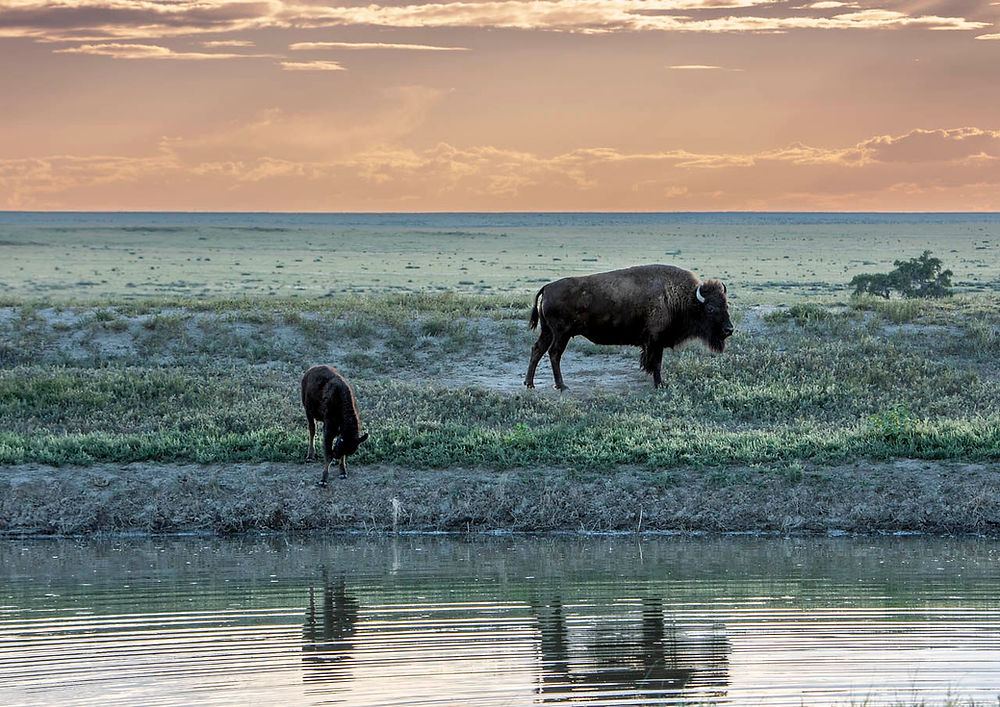 American Bison near water