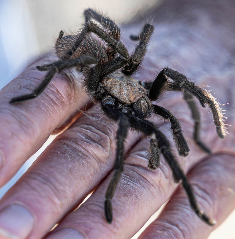 Colorado Tarantula