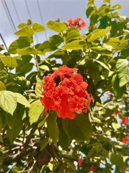 Tropical flowers in full bloom on the island of Kauai, vibrant colors capturing the beauty of Hawaii’s nature.