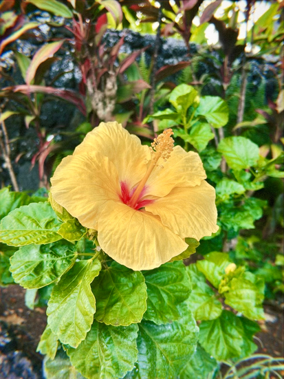 Tropical flowers in full bloom on the island of Kauai, vibrant colors capturing the beauty of Hawaii’s nature.