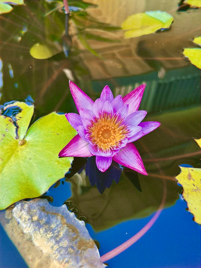 Tropical flowers in full bloom on the island of Kauai, vibrant colors capturing the beauty of Hawaii’s nature.