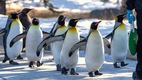 The Penguin March