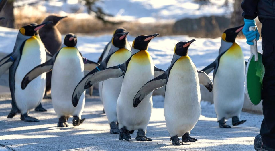 King penguins go for a winter’s walk on the grounds of the Calgary Zoo. The cold weather suits them.