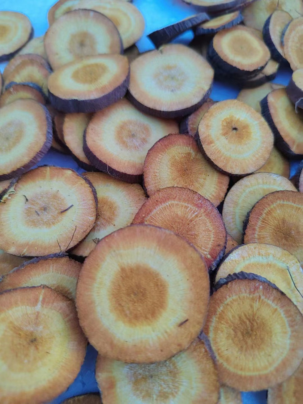 Thumbnail: Reynoutria japonica/Fallopia japonica/Reynoutria japonica /Japanese Knotwe seeds