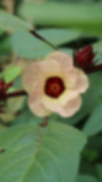 Thumbnail: Hibiscus sabdariffa/Roselle/Asian Sour Leaf Seeds/Jamaica Sorrel