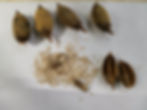 Thumbnail: Paulownia elongata / Princess Tree / Empress Tree