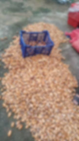 Durio zibethinus/Durian seeds