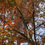 Thumbnail: Liquidambar formosana