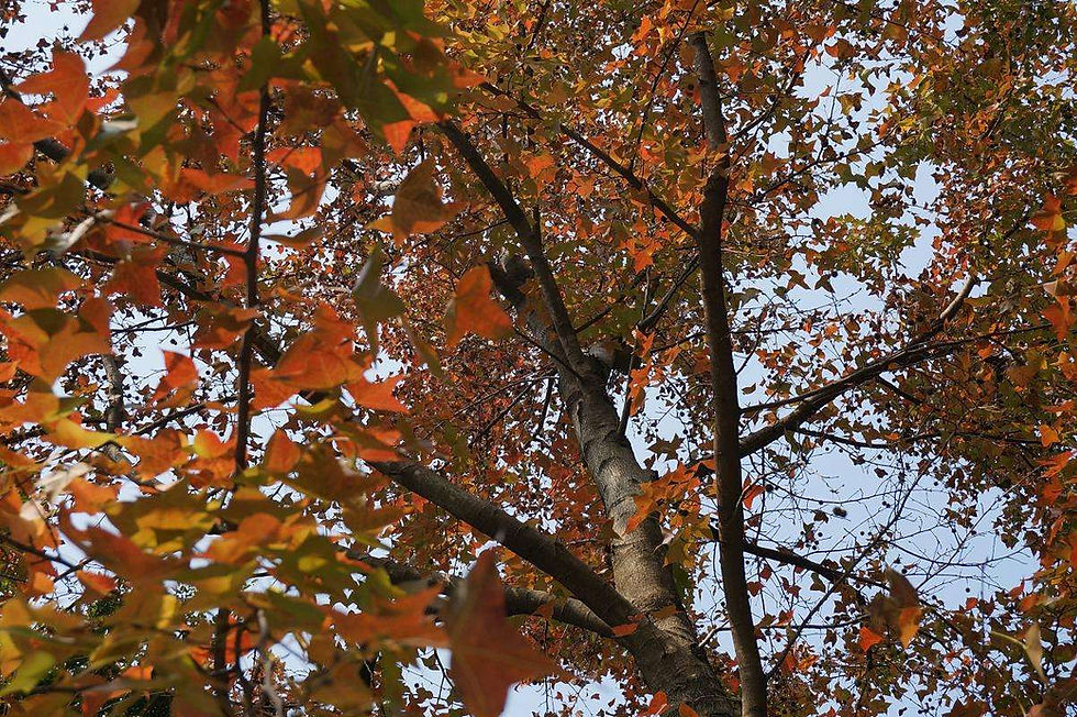 Thumbnail: Liquidambar formosana
