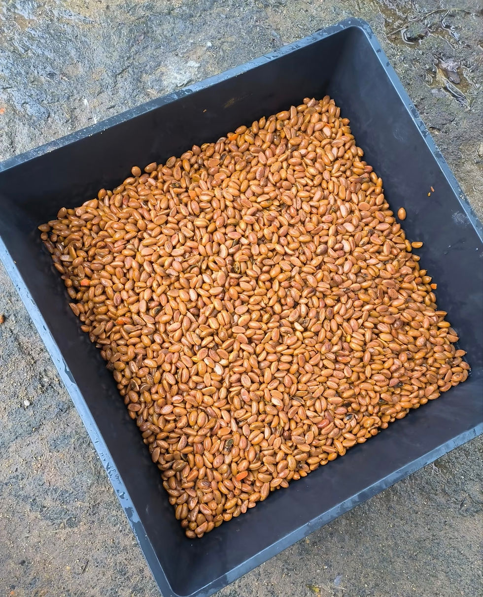 Thumbnail: Dwarf Persimmon Seeds (Diospyros rhombifolia)