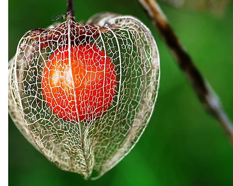 static.wixstatic.com/media/6ec3b9_3287d796a3e94...