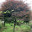Thumbnail: Acer palmatum Atropurpureum
