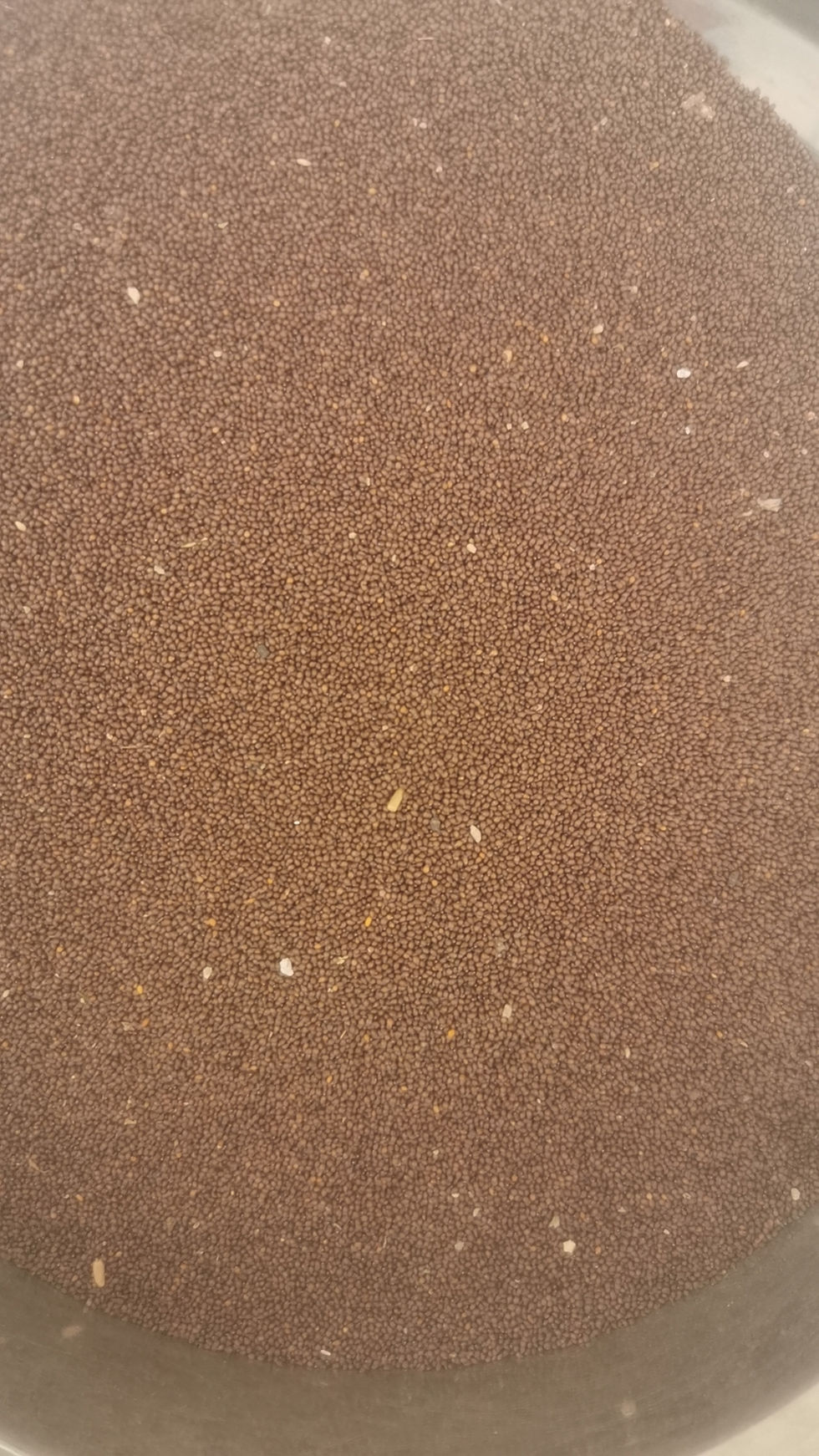 Thumbnail: Salvia plebeia/Austral Sage/Li zhi cao seeds