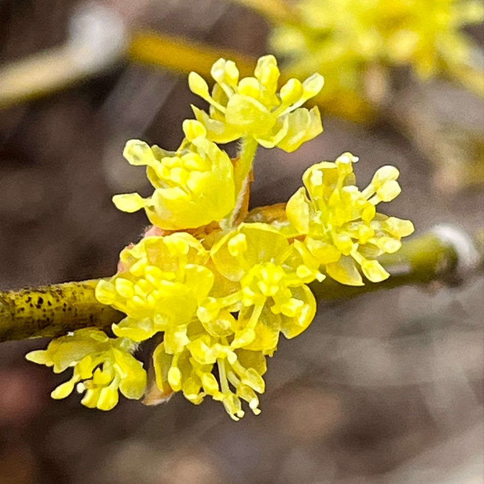 Thumbnail: Japanese Spicebush Seeds (Lindera obtusiloba) Ornamental Shrub