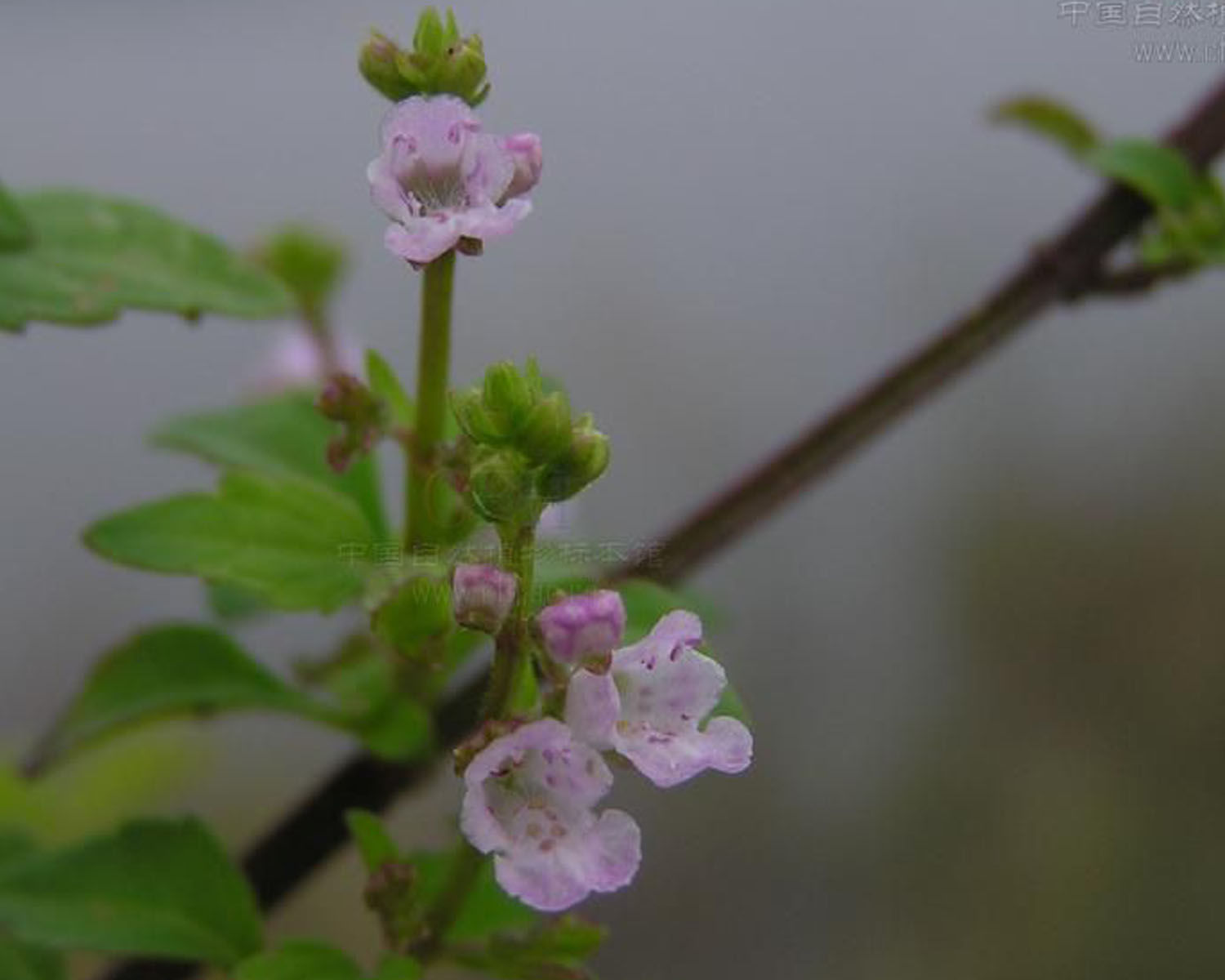Mosla dianthera seeds