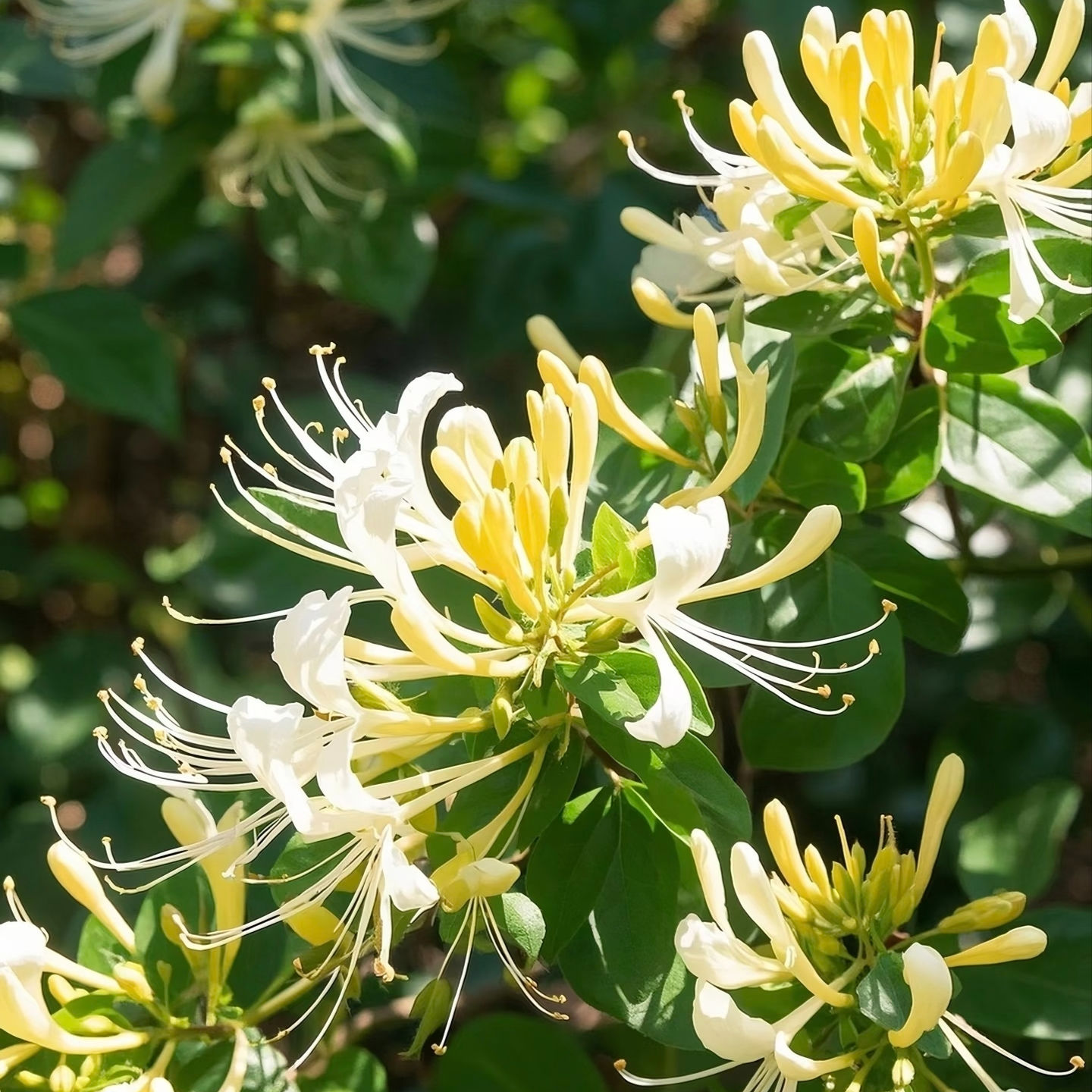 Japanese Honeysuckle Seeds (Lonicera japonica) Fragrant Medicinal Vine
