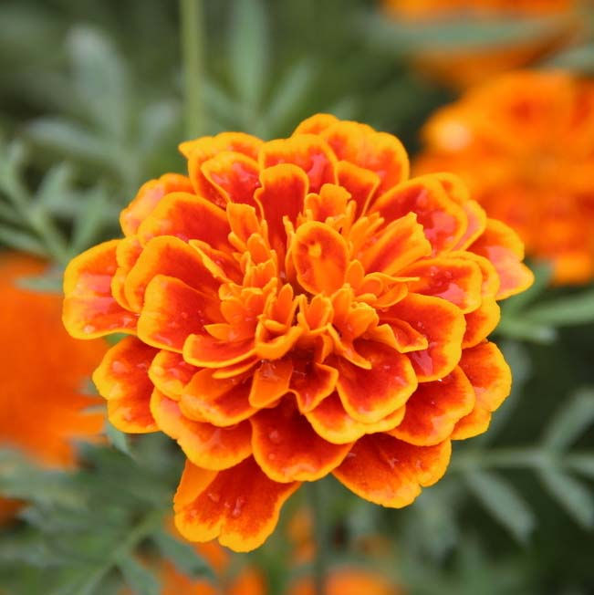 Tagetes erecta