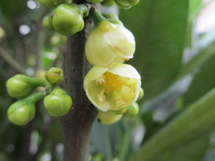 Garcinia subelliptica