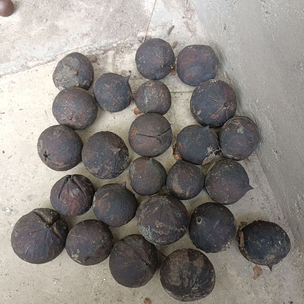 Thumbnail: Tung Oil Tree Seeds (Vernicia fordii) High-Yield Industrial Oil & Timber Tree