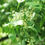Thumbnail: Euonymus maackii