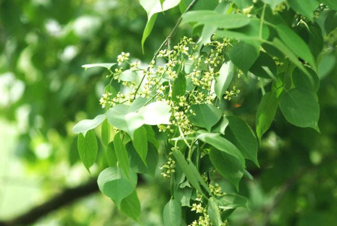 Euonymus maackii